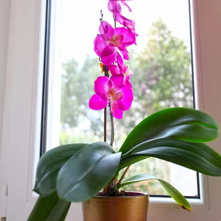 Ivana Mitten Im Blumengarten By Interhome Dubrovnik