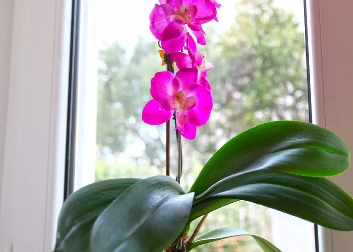 Ivana Mitten Im Blumengarten By Interhome Ragusa